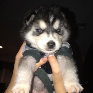 Meet your Posher, Adrian